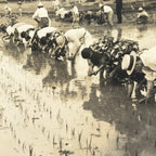 Japanese Showa School Group Rice Planting Photograph Vtg Daily Life Sepia PH85