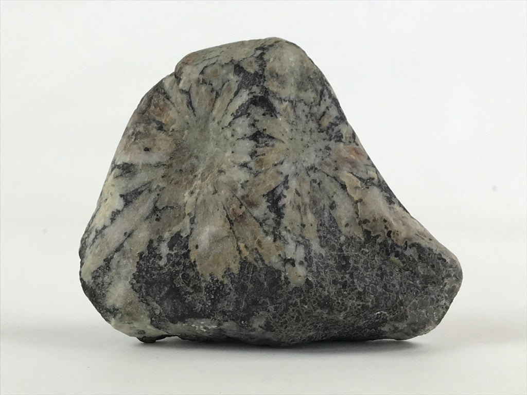 Japanese Viewing Stone Zen Buddhist Vtg Suiseki Radiant White JK558