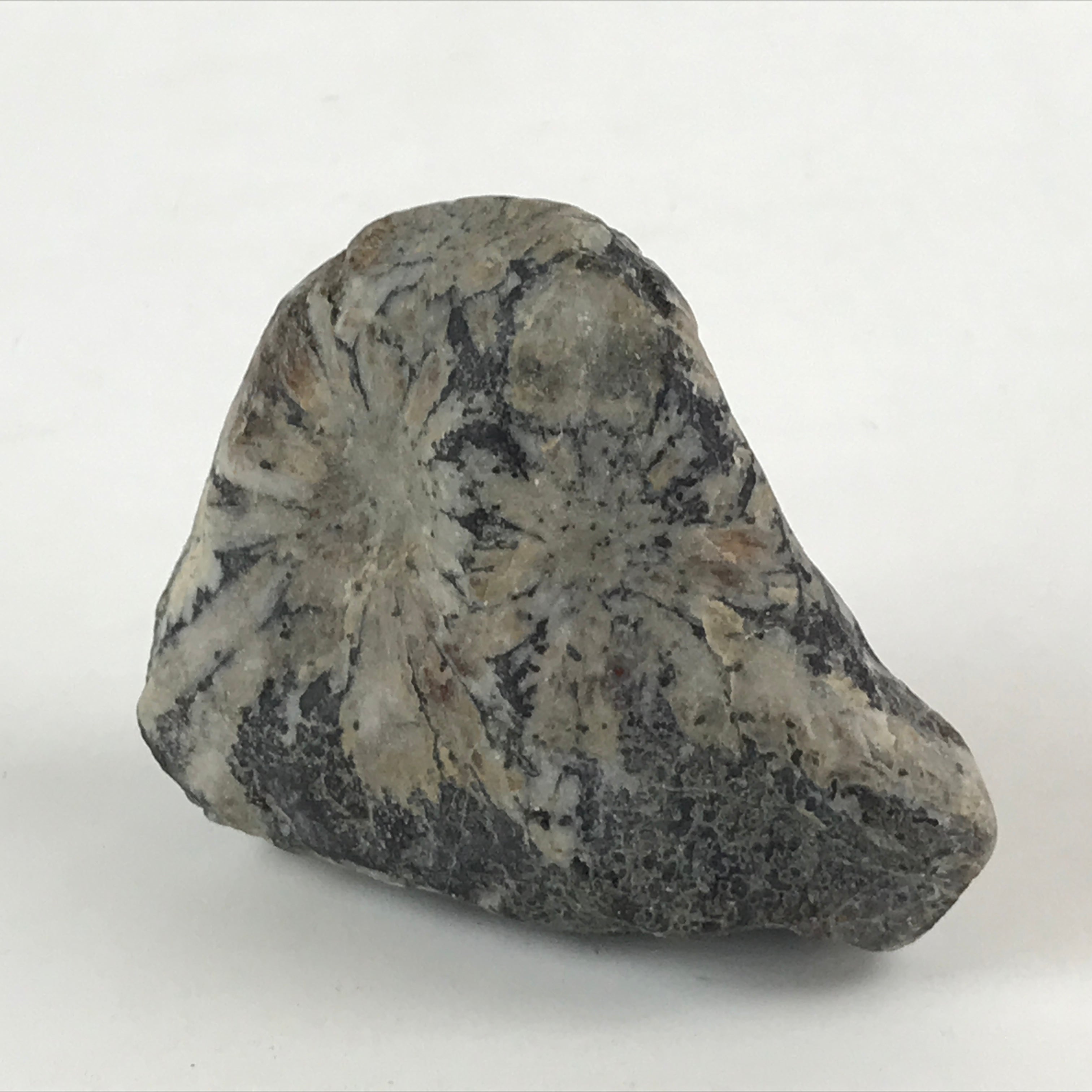 Japanese Viewing Stone Zen Buddhist Vtg Suiseki Radiant White JK558