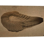 Japanese Wood Carved Kashigata Cake Mold Vtg Sweet Wagashi Shrimp Ebi Kg571