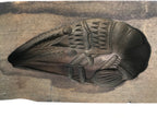 Japanese Wood Carved Kashigata Cake Mold Vtg Sweet Wagashi Shrimp Ebi Kg598