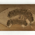 Japanese Wooden Carved Kashigata Cake Mold Vtg Sweet Wagashi Pine Tree Kg473