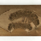 Japanese Wooden Carved Kashigata Cake Mold Vtg Sweet Wagashi Pine Tree Kg473