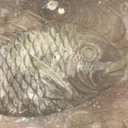 Japanese Wooden Carved Kashigata Cake Mold Vtg Sweet Wagashi Tai Fish Kg507