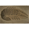 Japanese Wooden Carved Kashigata Cake Mold Vtg Wagashi Ebi Shrimp Prawn Kg648