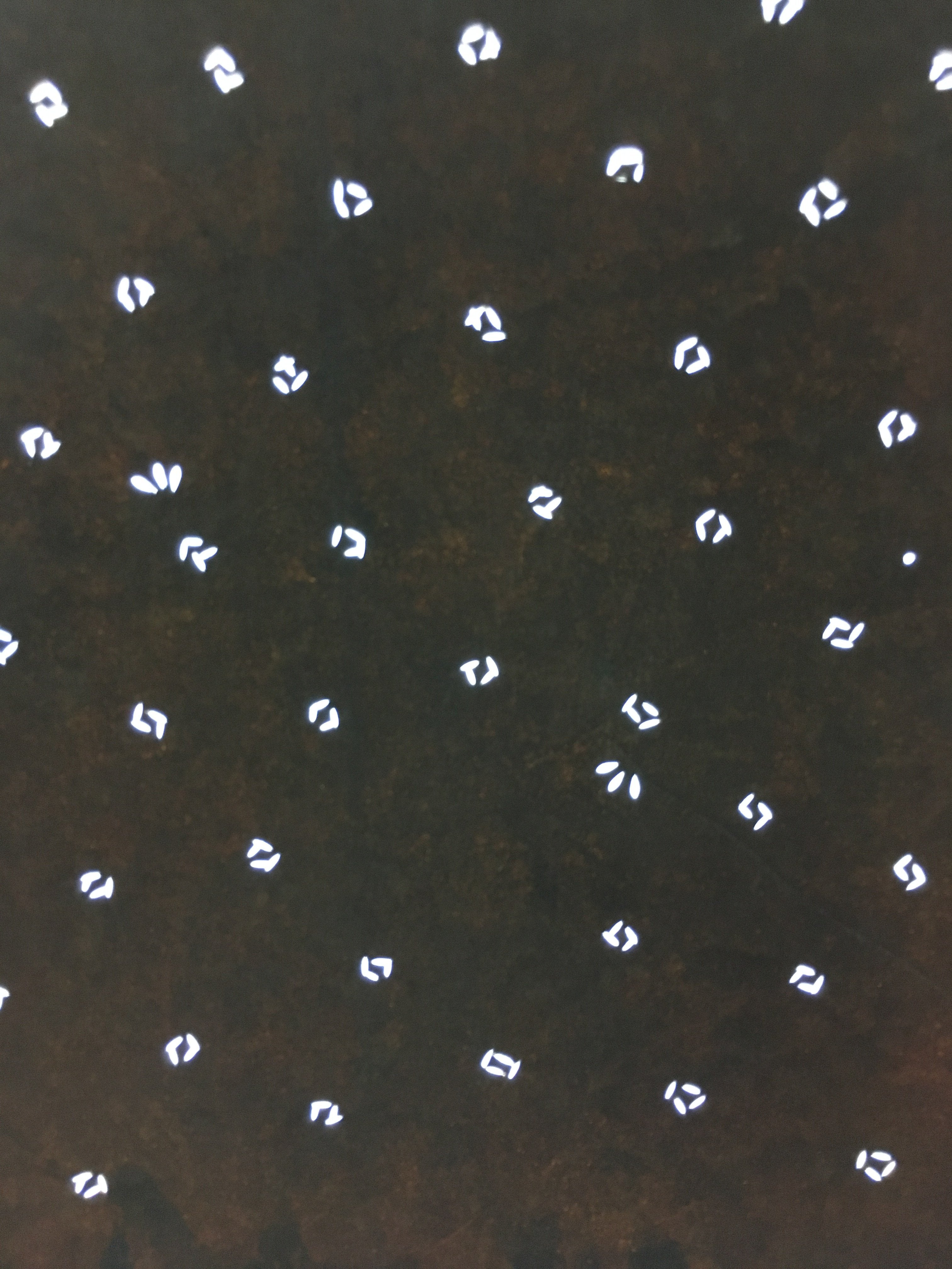 Antique Japanese Ise Katagami Kimono Stencil Edo Era Flowers petals Motif A143