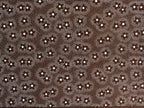 Japanese Antique Ise Katagami Paper Kimono Stencil Cherry Blossom Design A616