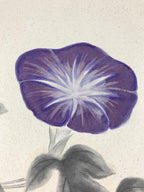 Japanese Art Board Painting Morning Glory Flower Shikishi Paper Hand Painted A4