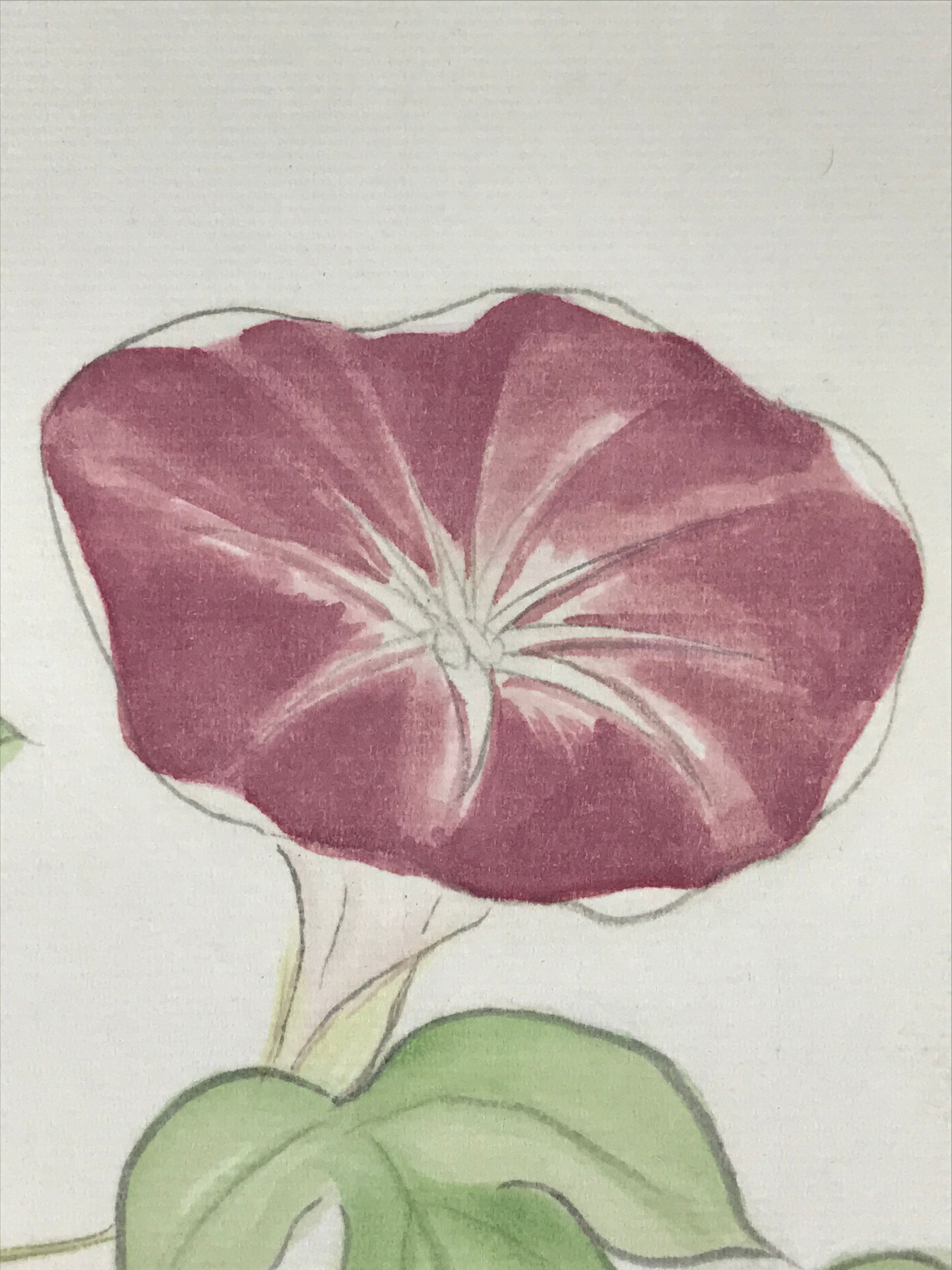 Japanese Art Board Painting Morning Glory Flower Shikishi Paper Hand Painted A48