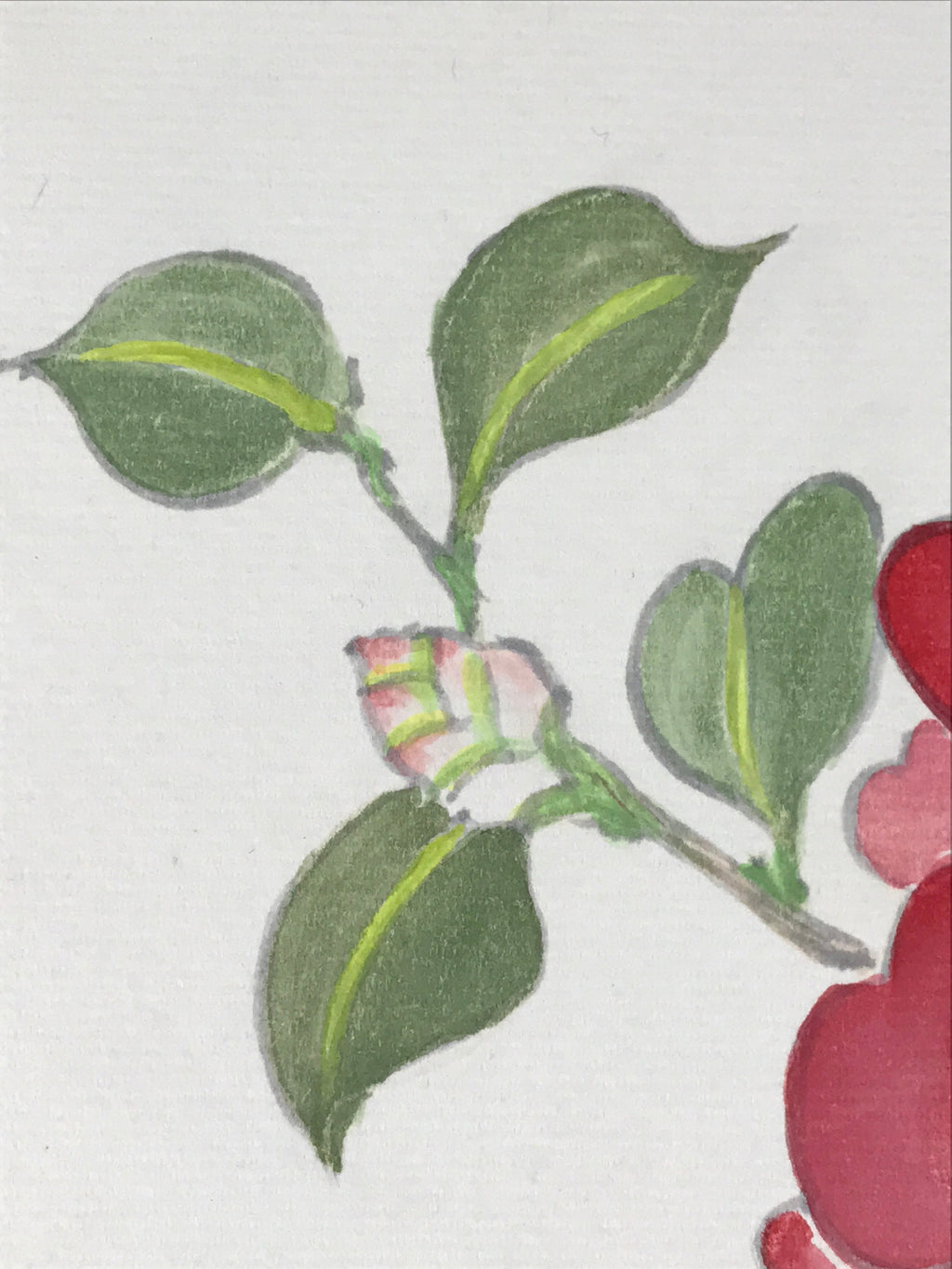 Japanese Art Board Painting Pink Camellia Flower Shikishi Paper Signed A480
