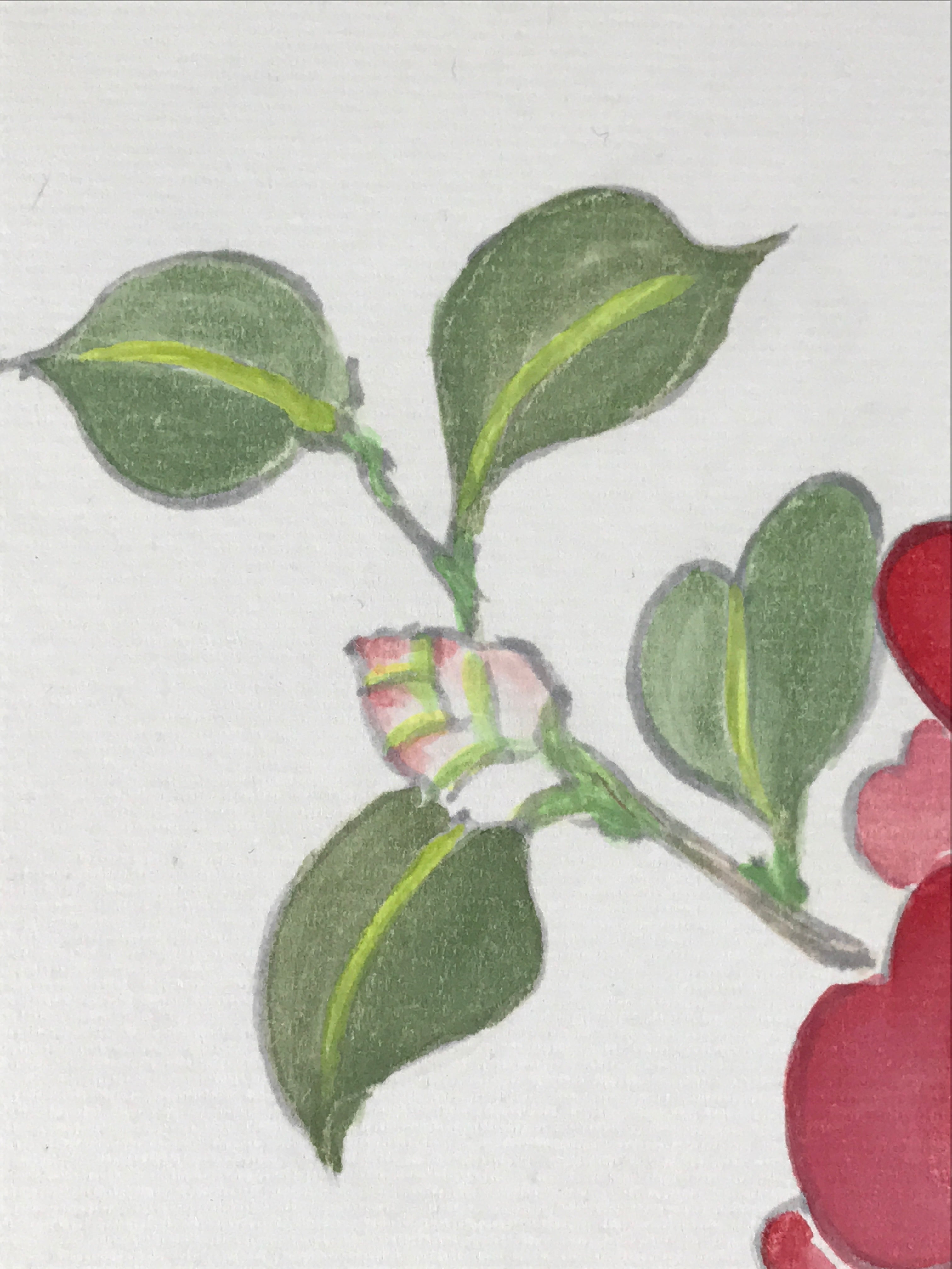Japanese Art Board Painting Pink Camellia Flower Shikishi Paper Signed A480
