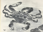 Japanese Art Board Painting Shikishi Paper Crabs ClamsHand Painted Picture A477