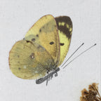 Japanese Art Board Vtg Shikishi Paper Butterflies And Plants A438