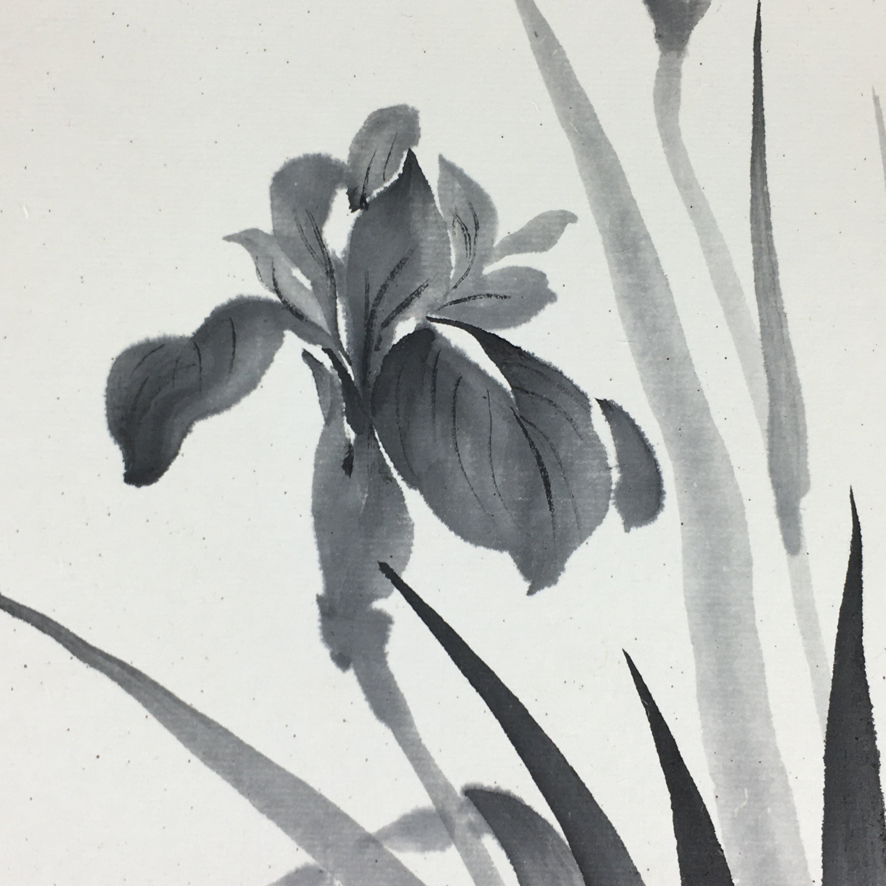 Japanese Art Board Vtg Shikishi Paper Hand Drawn Picture Iris Black ink A416