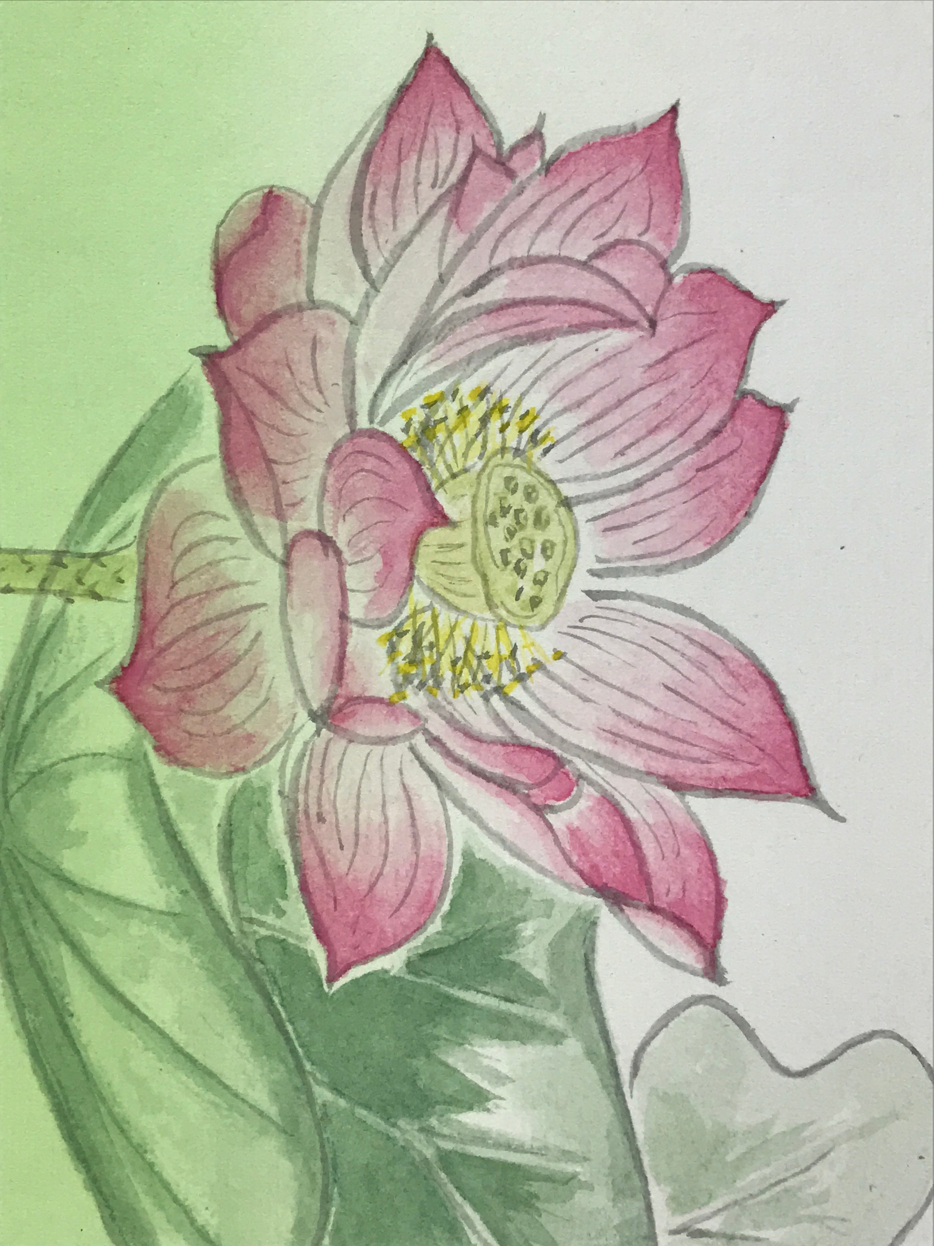 Japanese Art Board Vtg Shikishi Paper Hand Drawn Picture Lotus Flower A450
