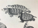 Japanese Art Board Vtg Shikishi Paper Hand Drawn Picture Turtles A454