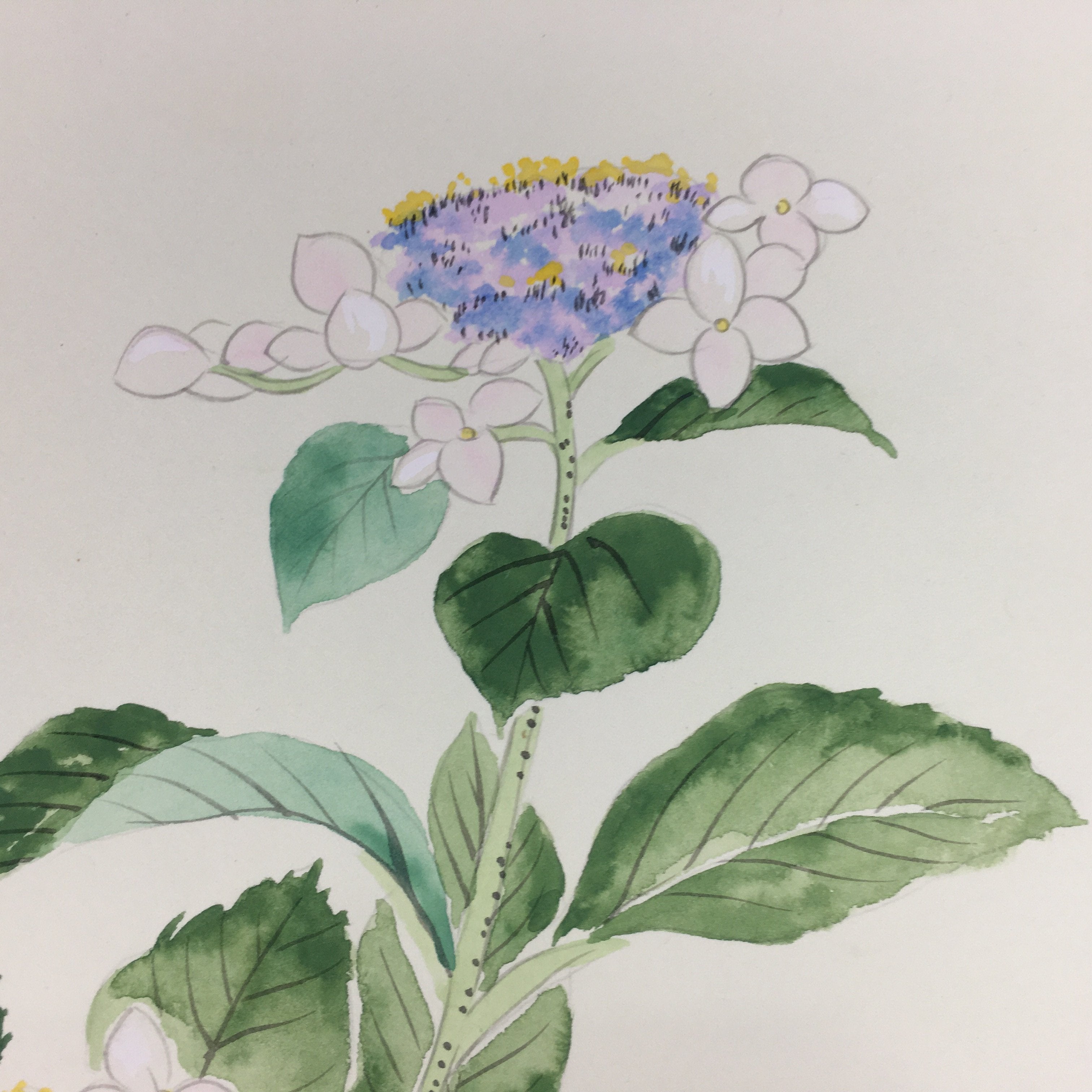 Japanese Art Board Vtg Shikishi Paper Hand Drawn Picture White Hydrangea A347