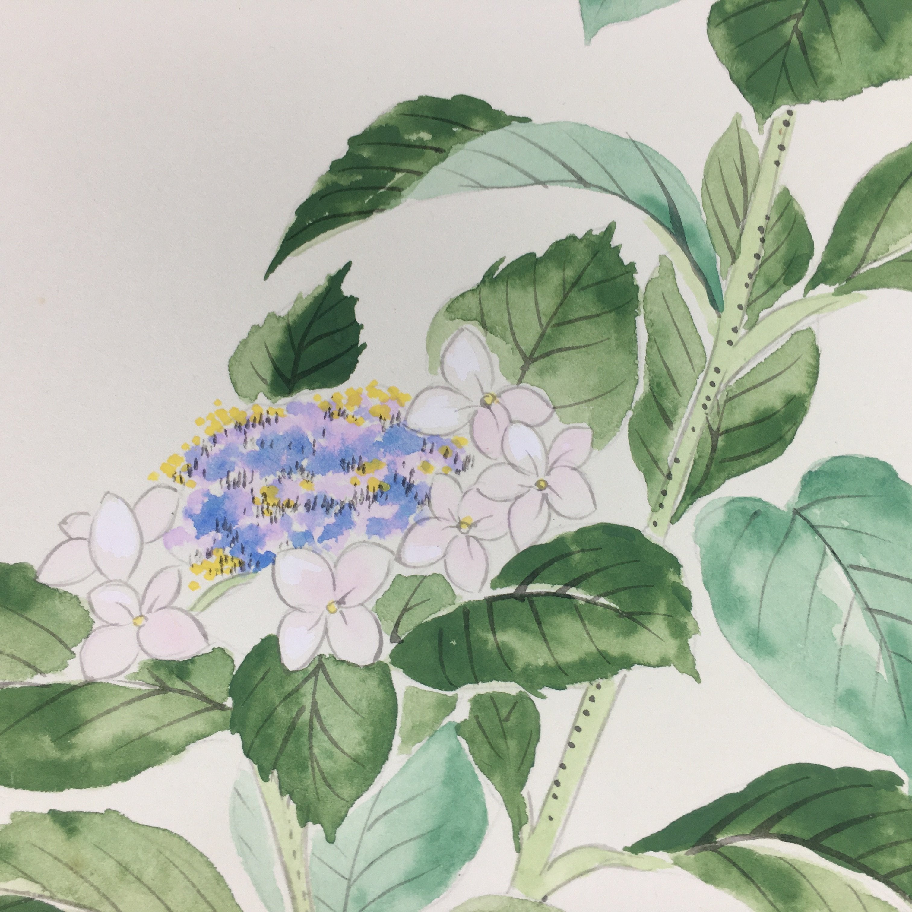 Japanese Art Board Vtg Shikishi Paper Hand Drawn Picture White Hydrangea A347