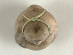 Japanese Clay Bell Dorei Tsuchi-Suzu Vtg Raccoon Tanuki Sake Ceramic Amulet DR45