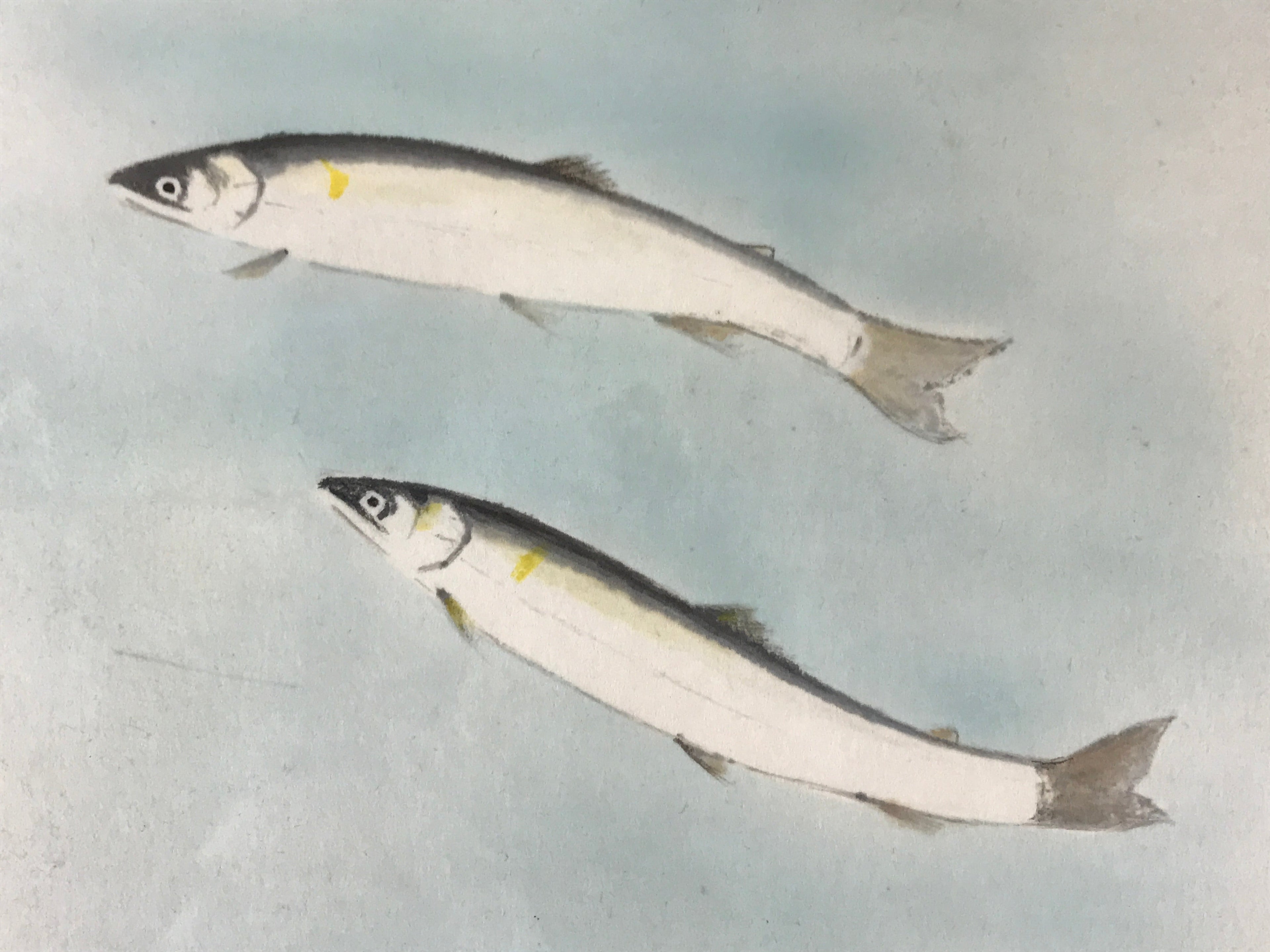 Japanese Fish Art painting Board Vtg Thick Paper Freshwater Trout A497