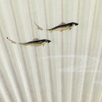 Japanese Folding Fan Vtg Sensu Bamboo Frame Paper Freshwater Trout 4D603