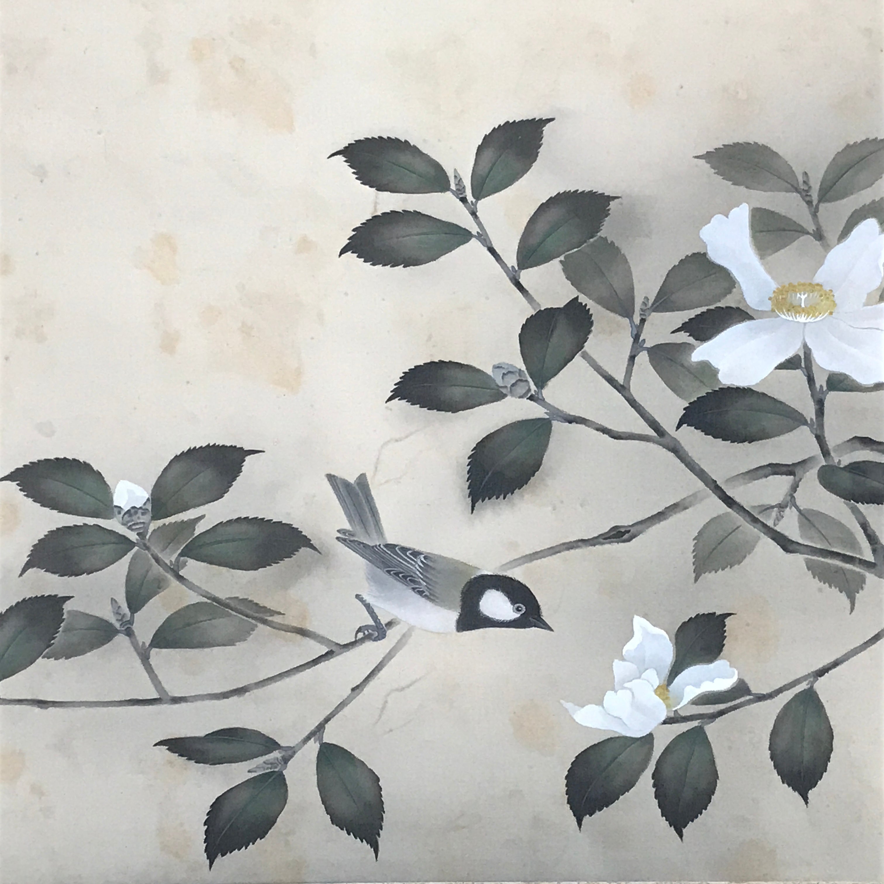 Japanese Hanging Scroll Sparrow Camellia Taigen Yokoyama Kakejiku SC794