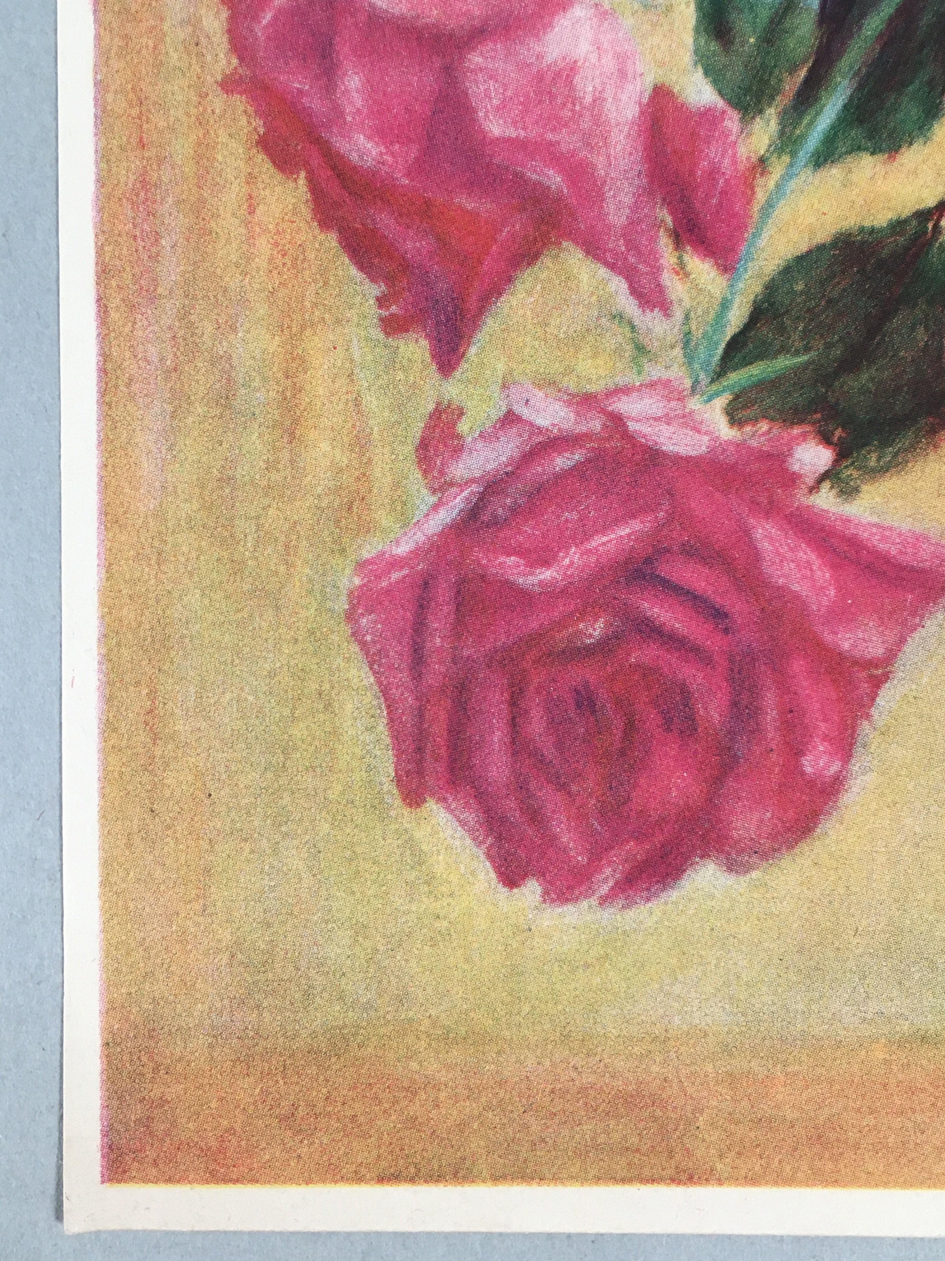 Japanese Print Drawing Painting Vtg Flower Rose Vase Pink Red Leaf P294