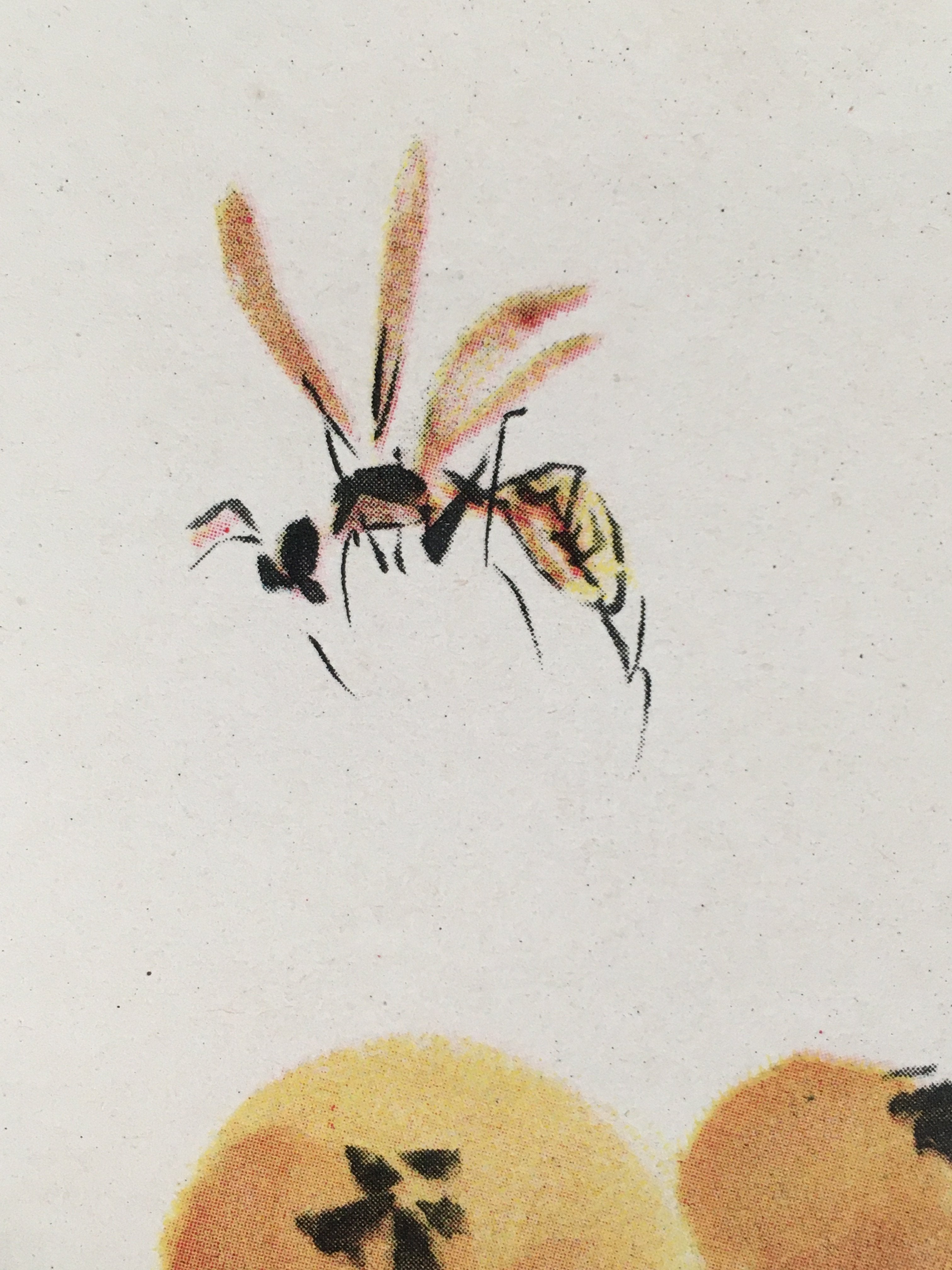 Japanese Print Drawing Painting Vtg Fruits Bee Loquat Strawberry Kanji P293