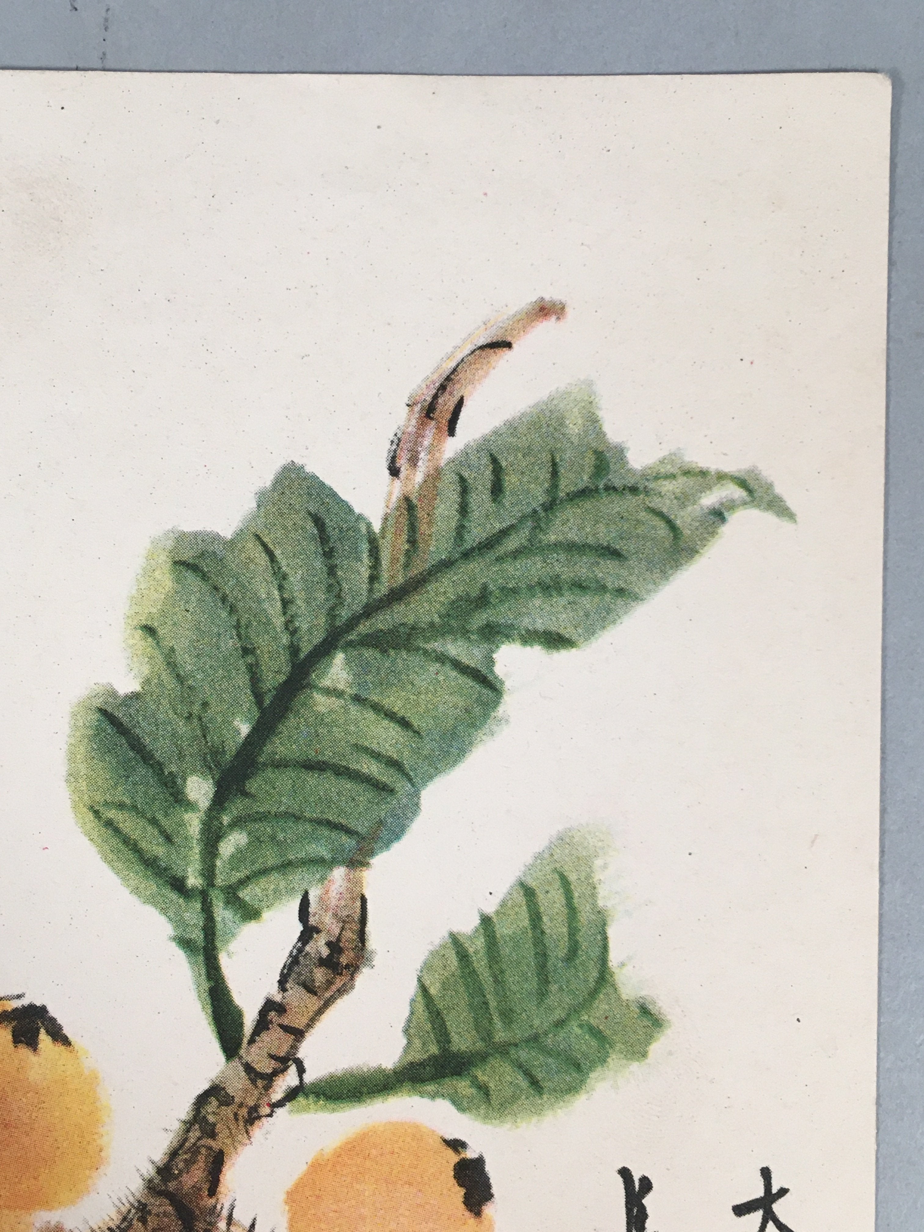 Japanese Print Drawing Painting Vtg Fruits Bee Loquat Strawberry Kanji P293