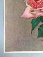 Japanese Print Drawing Painting Vtg Pink Yellow Rose Flower P297