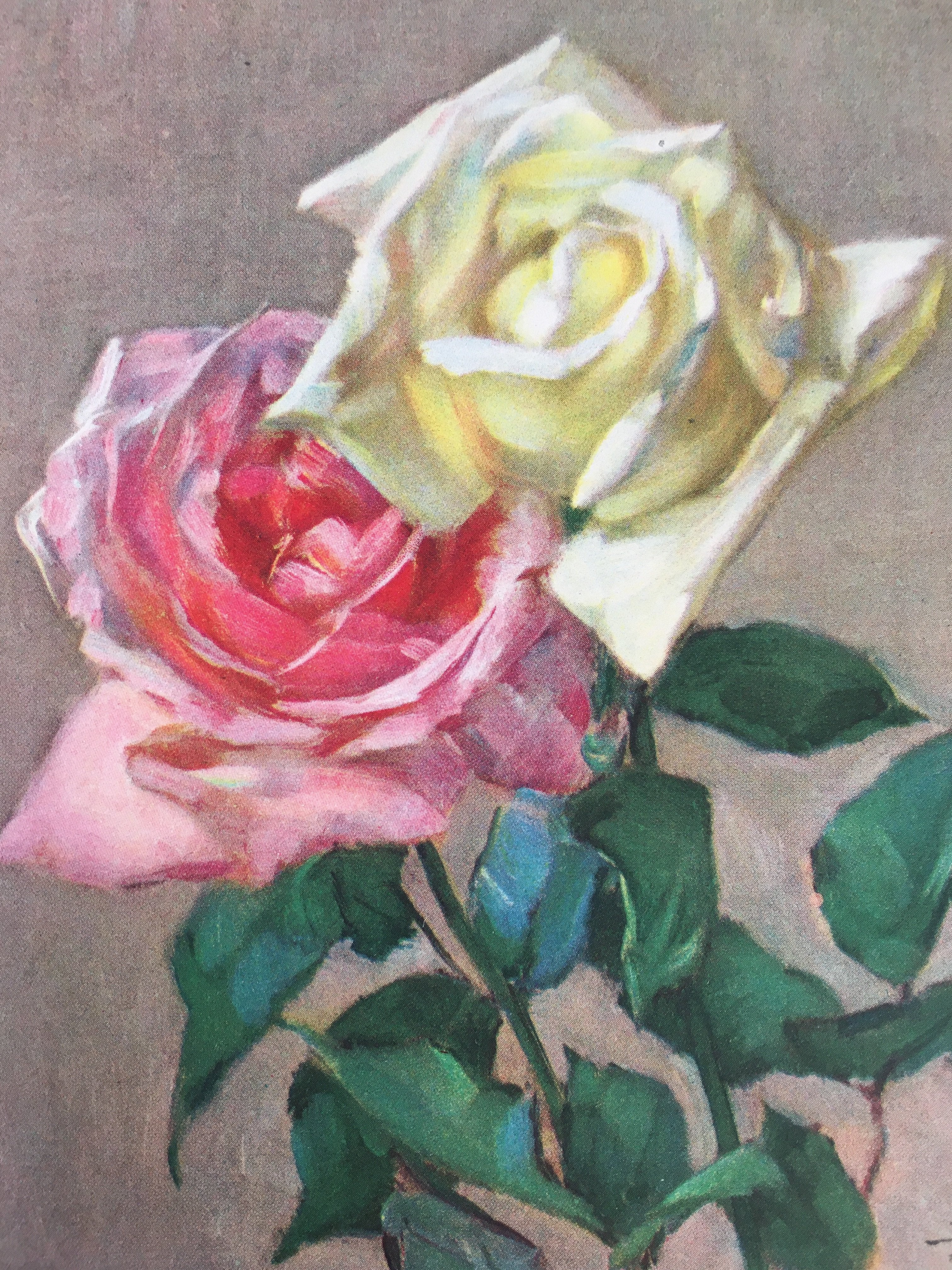 Japanese Print Drawing Painting Vtg Pink Yellow Rose Flower P297