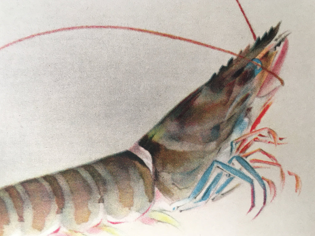 Japanese Print Drawing Painting Vtg Shrimp Longevity Lucky Charm Motif P291