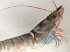 Japanese Print Drawing Painting Vtg Shrimp Longevity Lucky Charm Motif P291