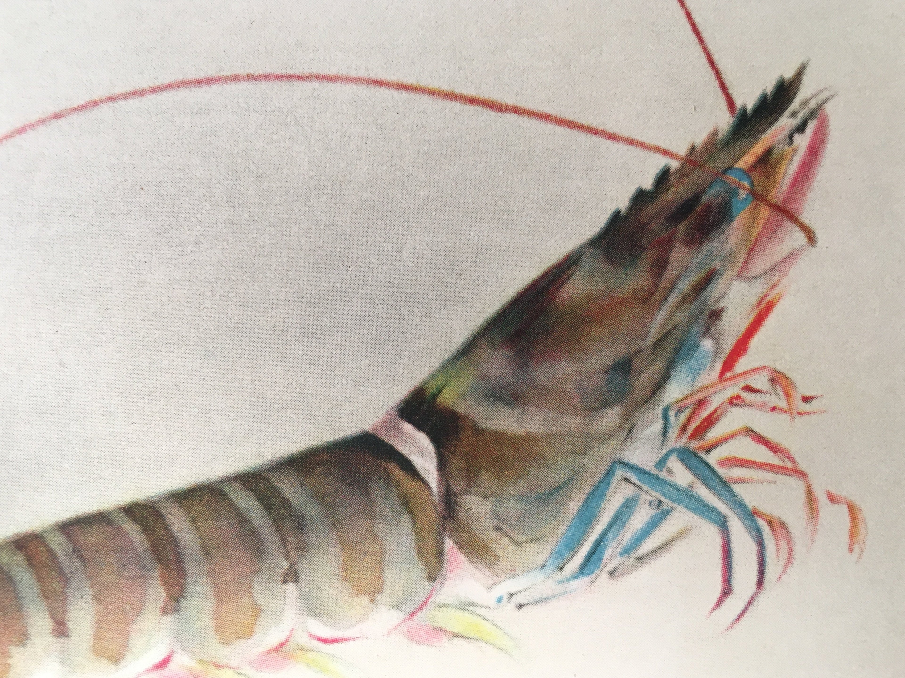 Japanese Print Drawing Painting Vtg Shrimp Longevity Lucky Charm Motif P291