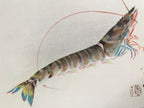 Japanese Print Drawing Painting Vtg Shrimp Longevity Lucky Charm Motif P291