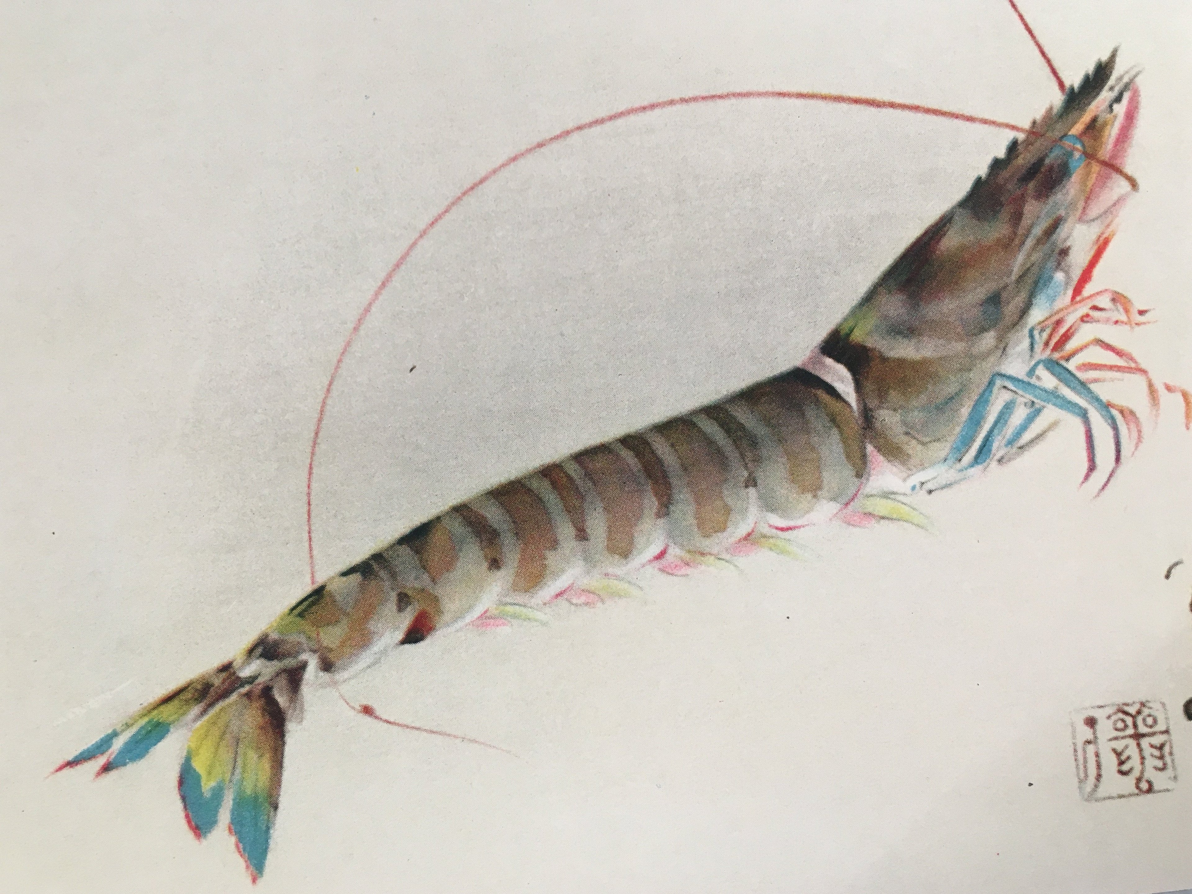 Japanese Print Drawing Painting Vtg Shrimp Longevity Lucky Charm Motif P291