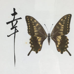 Japanese Wood Framed Shikishi Paper Vtg Butterfly wings pasted picture FL55
