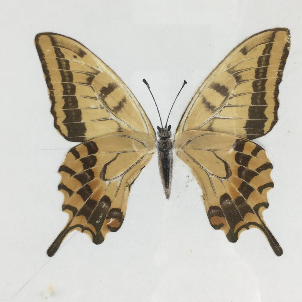 Japanese Wood Framed Shikishi Paper Vtg Butterfly wings pasted picture FL55
