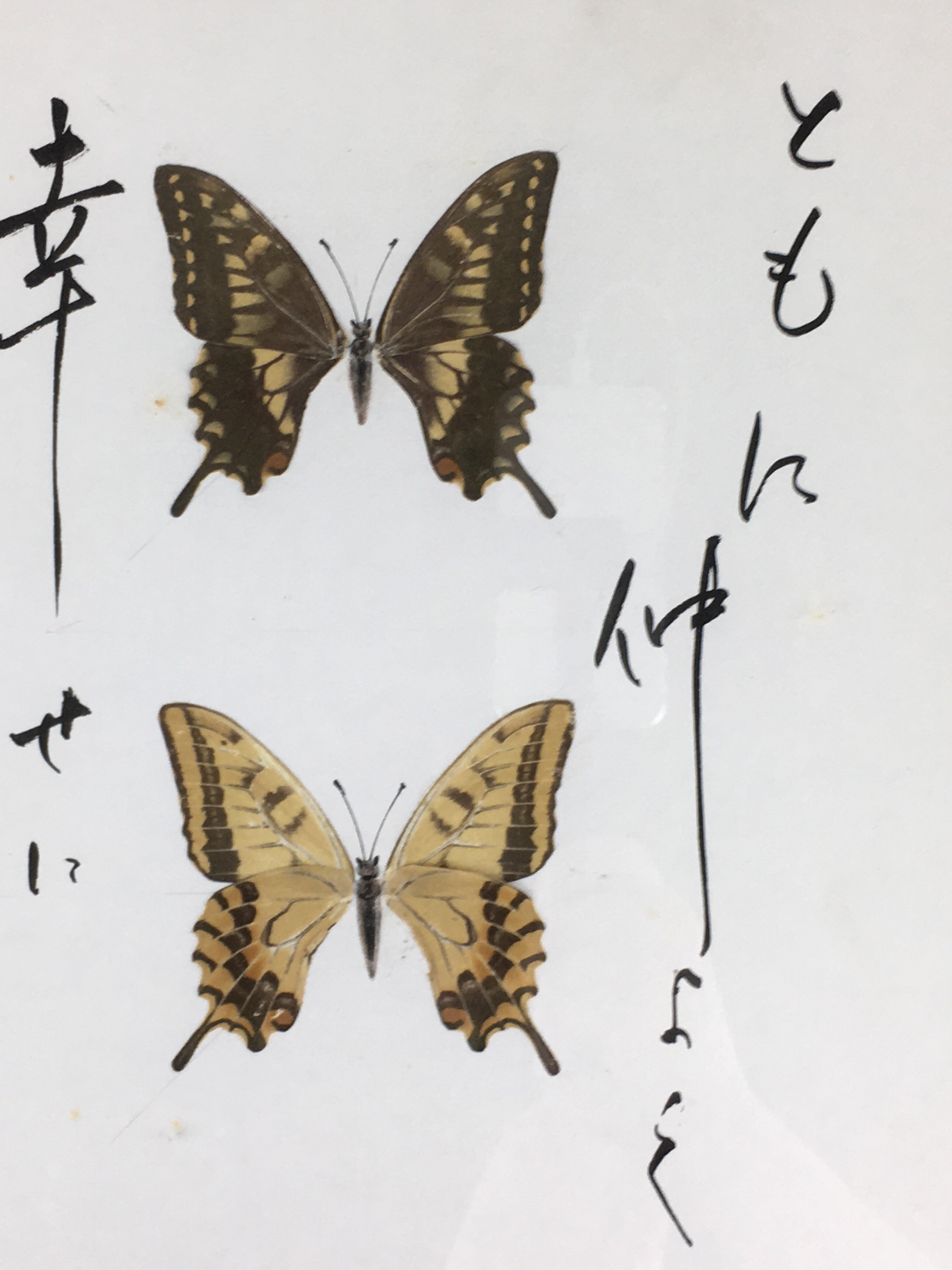 Japanese Wood Framed Shikishi Paper Vtg Butterfly wings pasted picture FL55