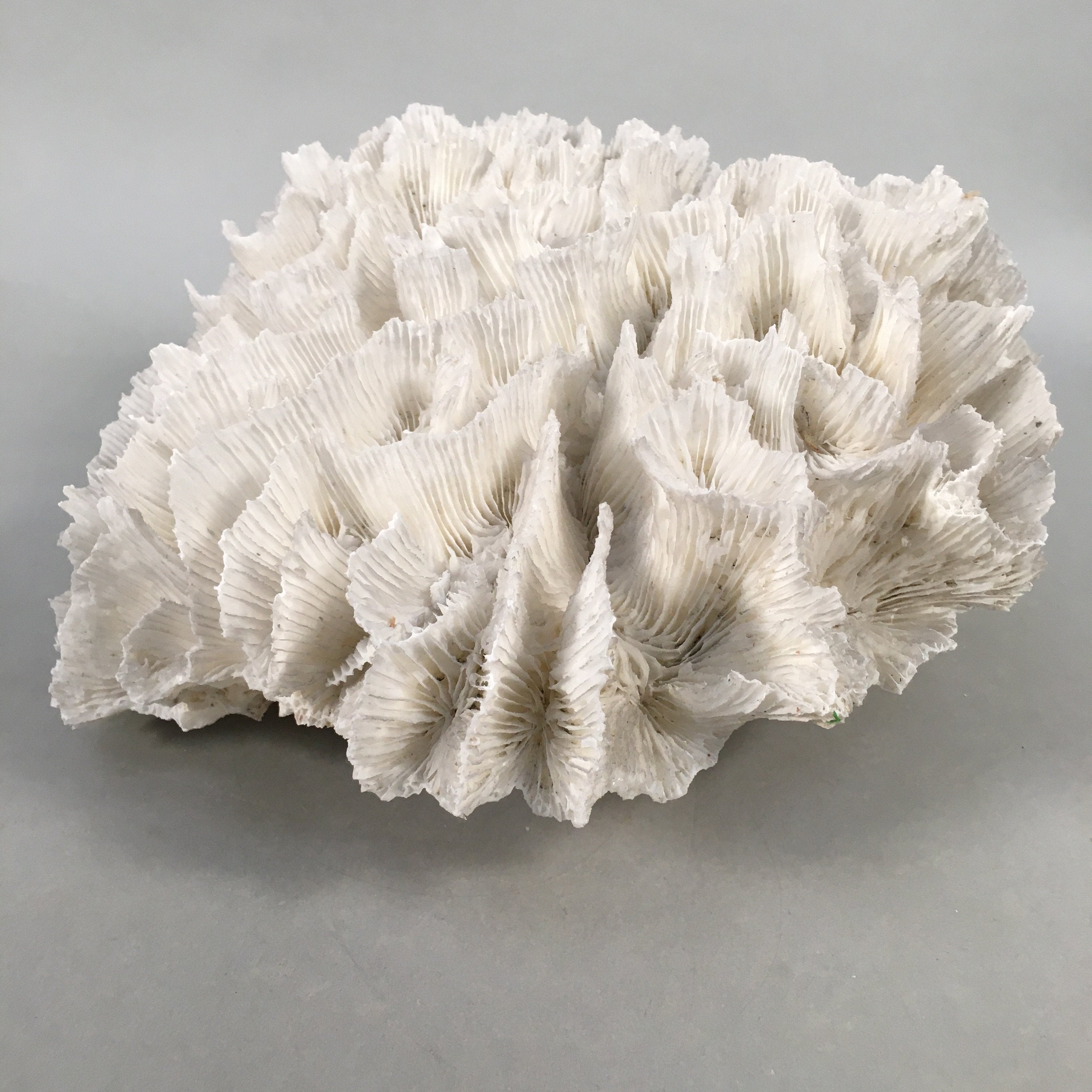 Natural Real White Reef Coral Home Decor Vtg Lace Curtain JK180