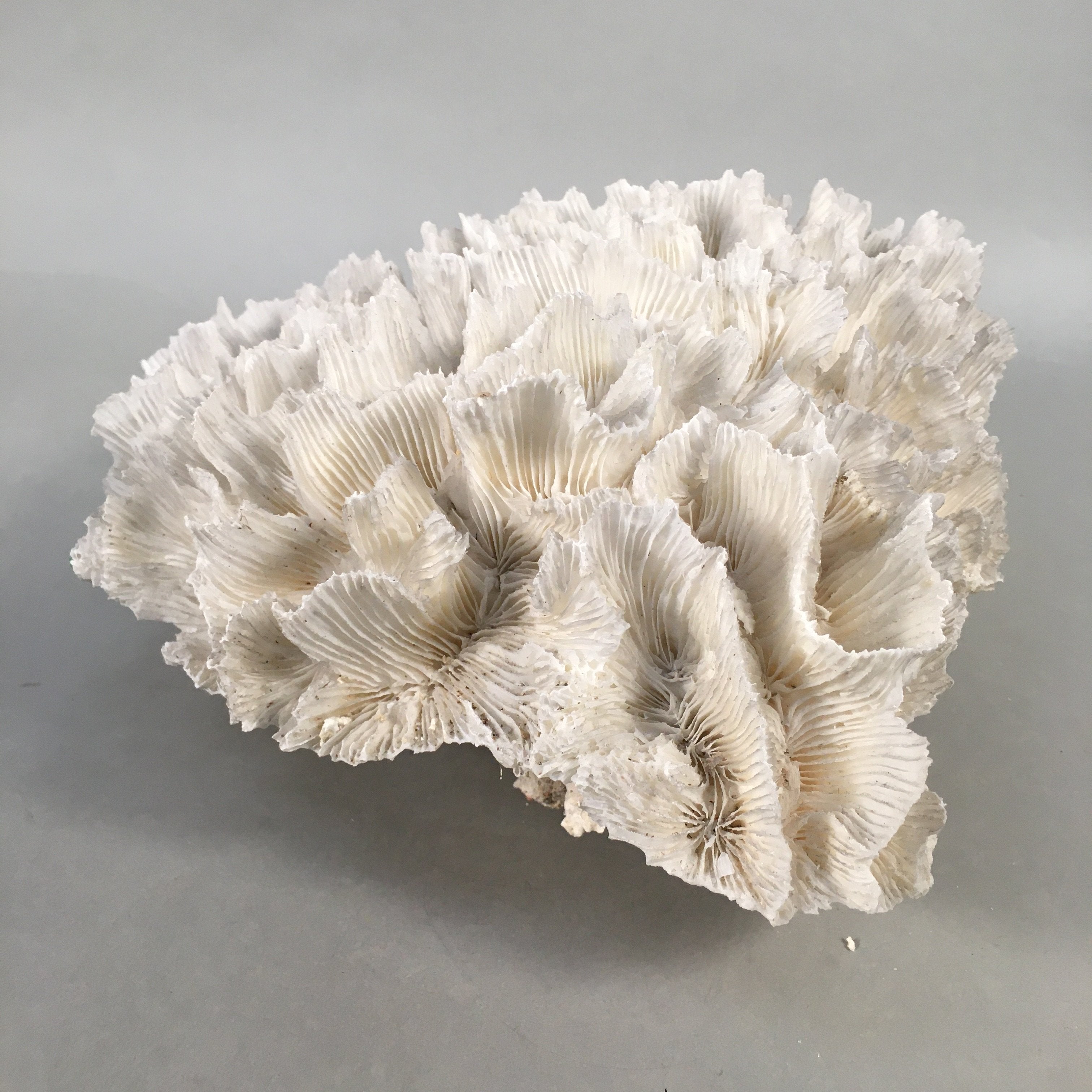 Natural Real White Reef Coral Home Decor Vtg Lace Curtain JK180