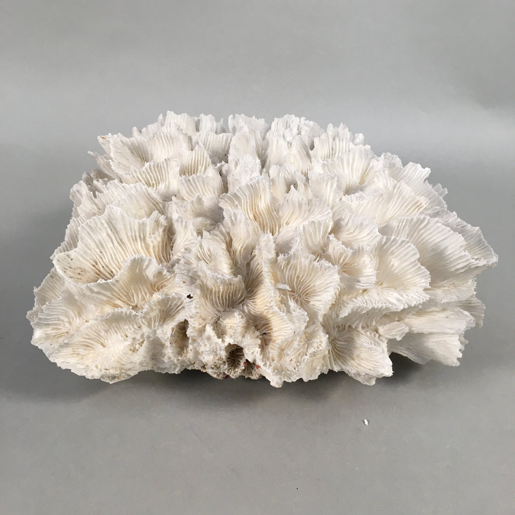 Natural Real White Reef Coral Home Decor Vtg Lace Curtain JK180