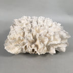 Natural Real White Reef Coral Home Decor Vtg Lace Curtain JK180