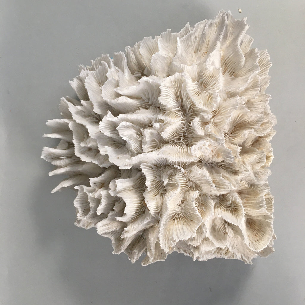 Natural Real White Reef Coral Home Decor Vtg Lace Curtain JK180