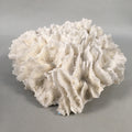 Natural Real White Reef Coral Home Decor Vtg Lace Curtain JK180