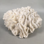 Natural Real White Reef Coral Home Decor Vtg Lace Curtain JK180