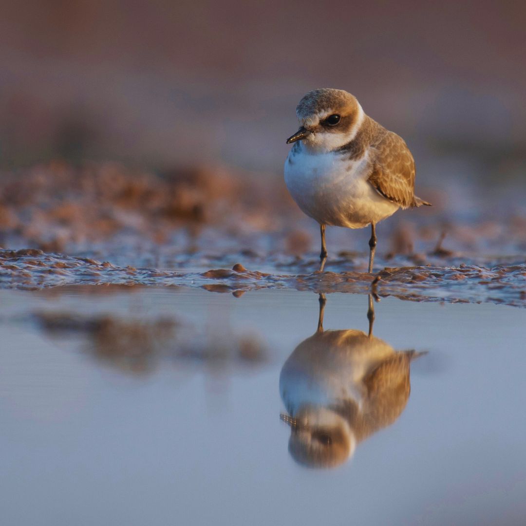 Kentish plover | Chidori