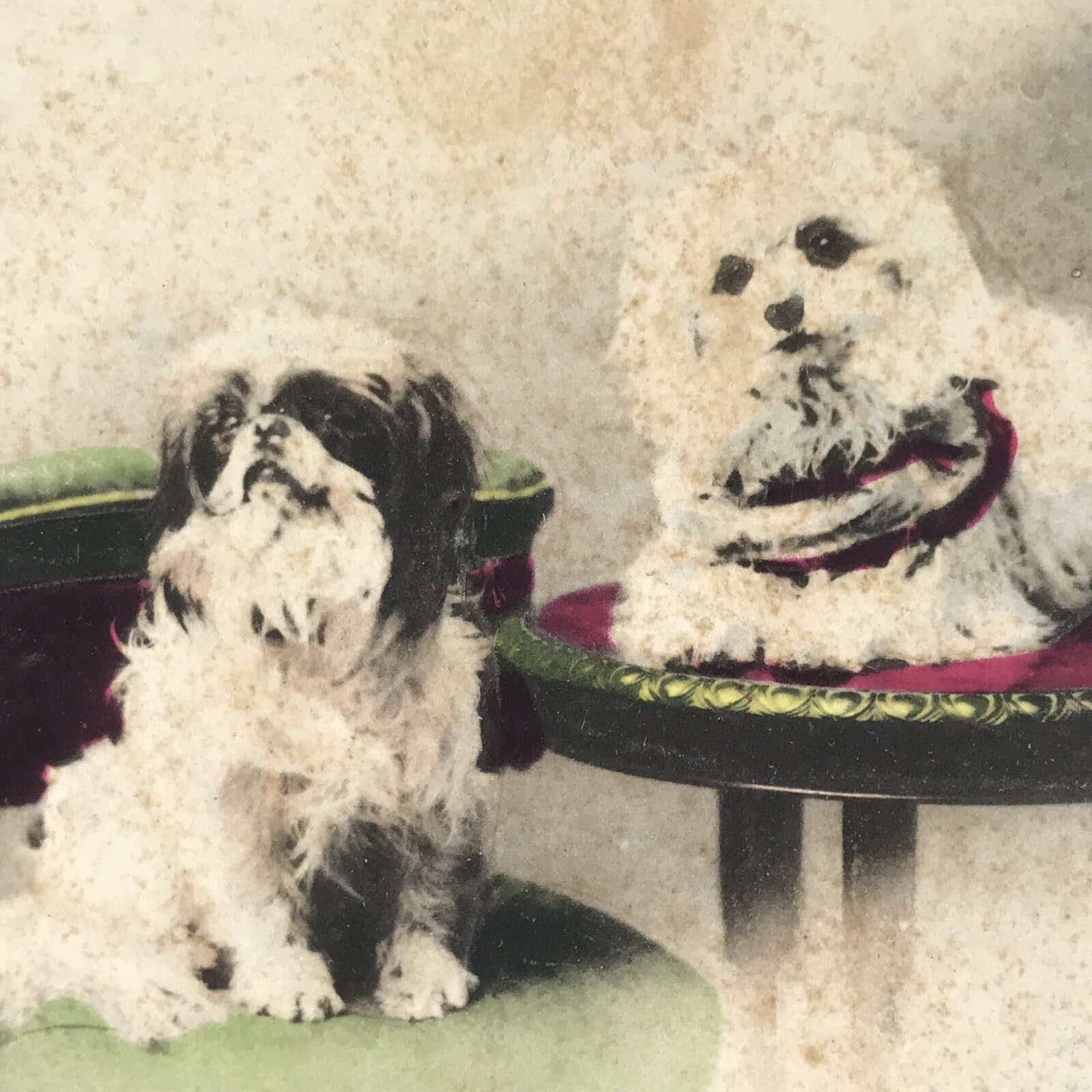 Antique Japanese Postcard 2 Small Dogs C1920 Animal Western Chair Color PC127