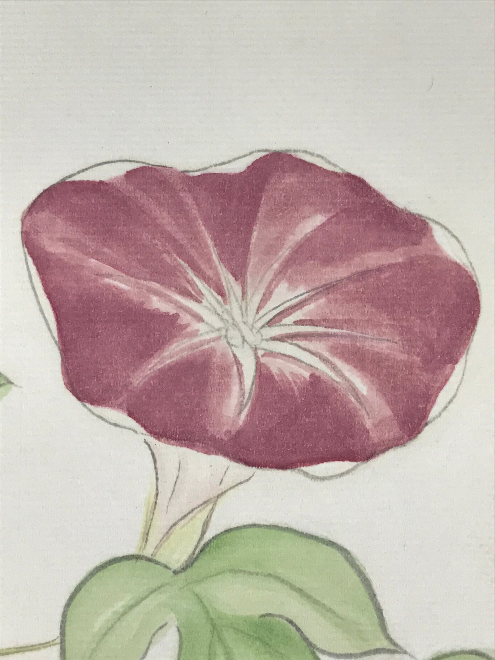 Japanese Art Board Painting Morning Glory Flower Shikishi Paper Hand Painted A48