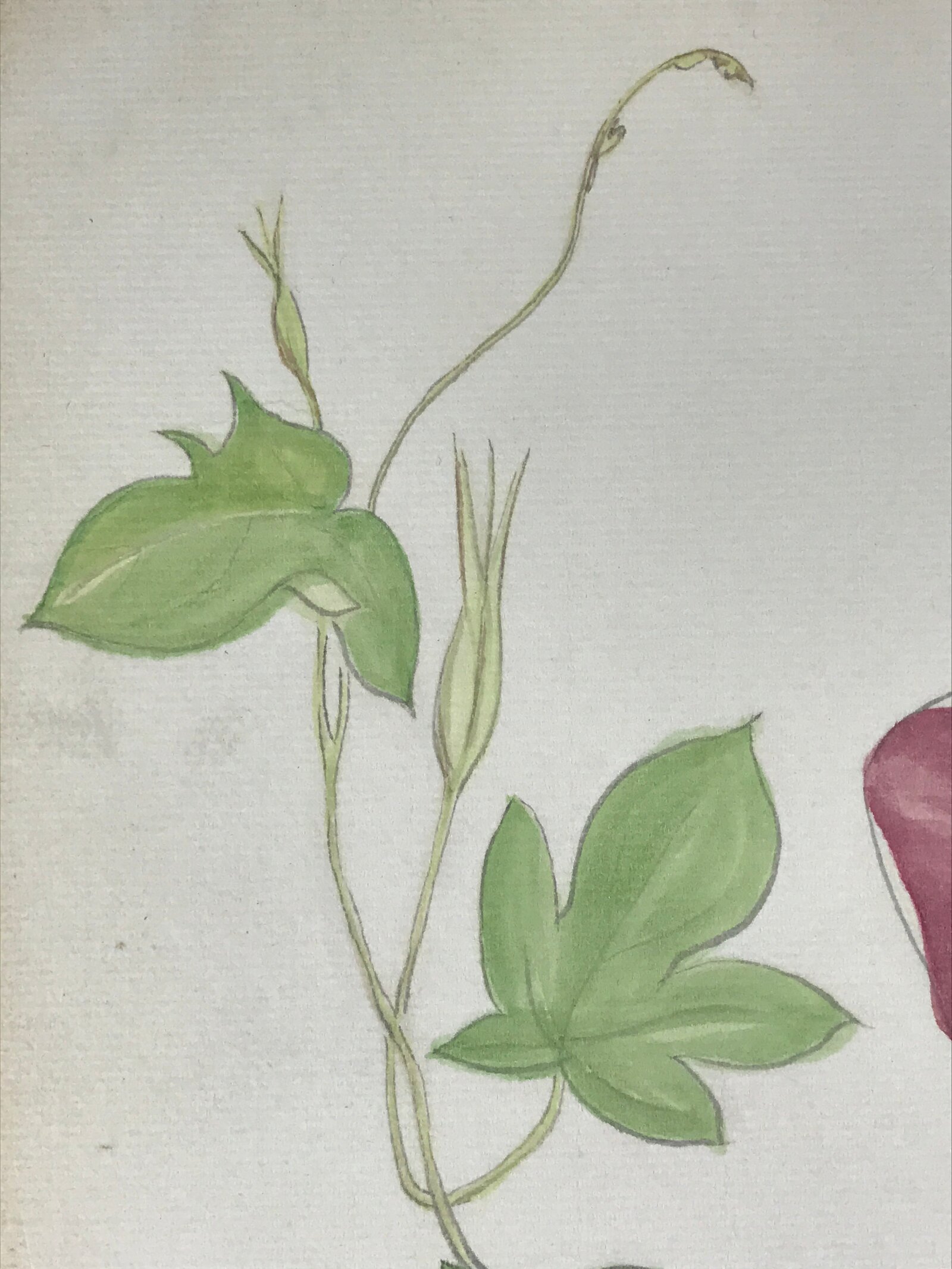 Japanese Art Board Painting Morning Glory Flower Shikishi Paper Hand Painted A48